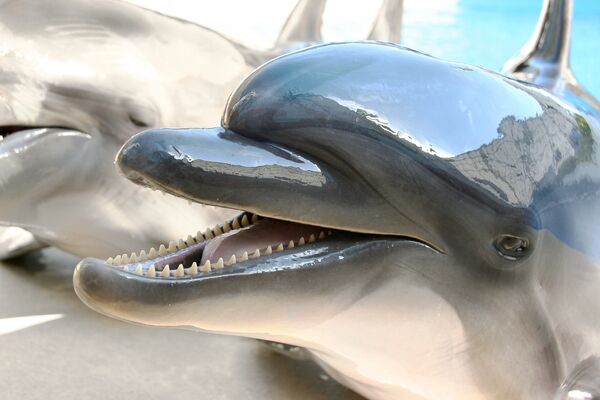 Дельфин улыбается в ожидании кормления