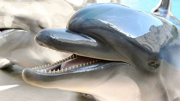 Дельфин улыбается в ожидании кормления. Архивное фото