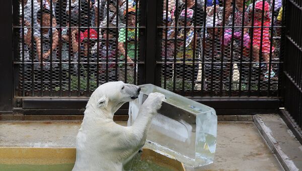 Белый медведь с глыбой льда во время жары в Японии