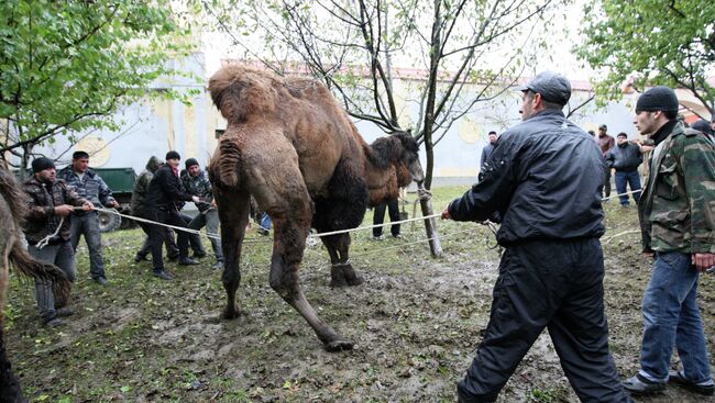 Празднование Курбан-Байрама в селе Центорой Чеченской республики