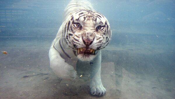 Белый бенгальский тигр в бассейне в Калифорнии