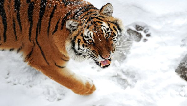 Тигр на снегу. Архивное фото
