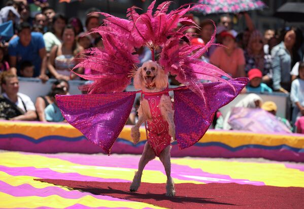 Цирковая собака в Мехико