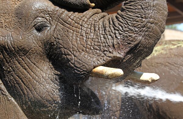 Слон принимает ванну