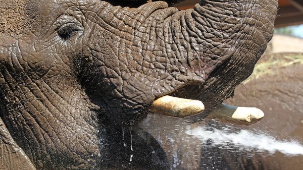 Слон принимает ванну. Архивное фото