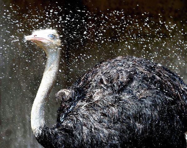 Страуса опрыскивают водой в зоопарке в Китае