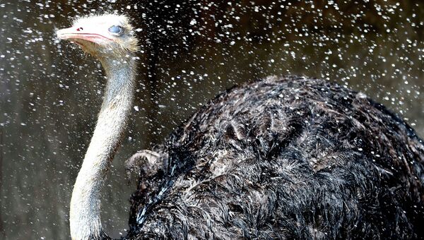 Страуса опрыскивают водой в зоопарке в Китае