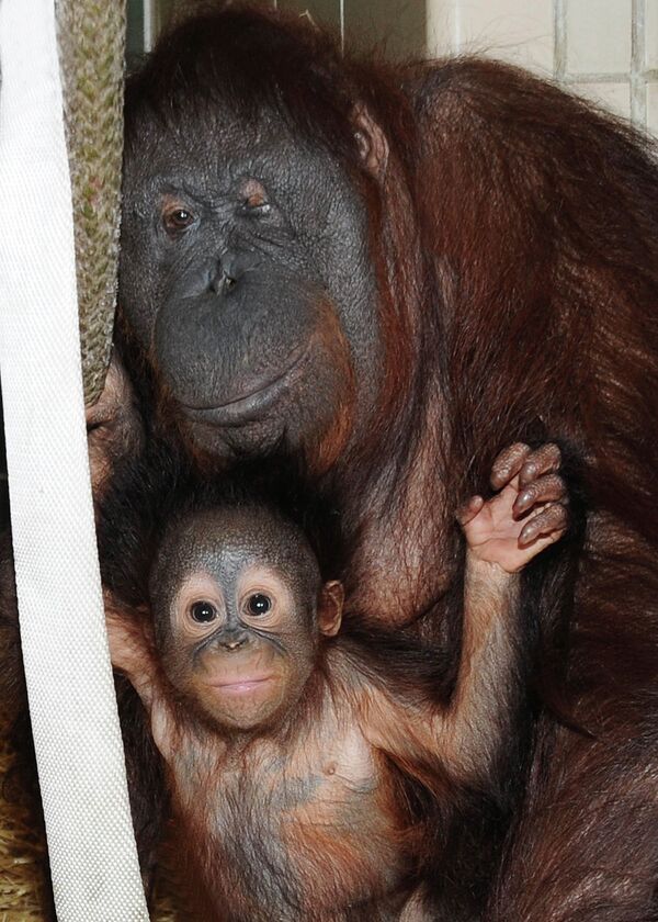 Детеныш орангутанга с мамой