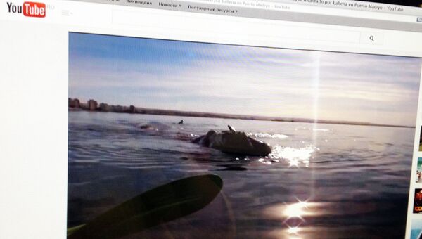 Страница с видео в YouTube на котором видно, как огромный кит поднимает на своей спине каяк с двумя гребцами