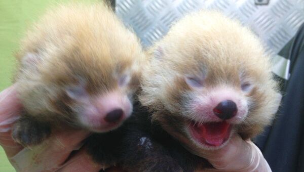 Детеныши красной панды в заповеднике Кольморден. Архивное фото