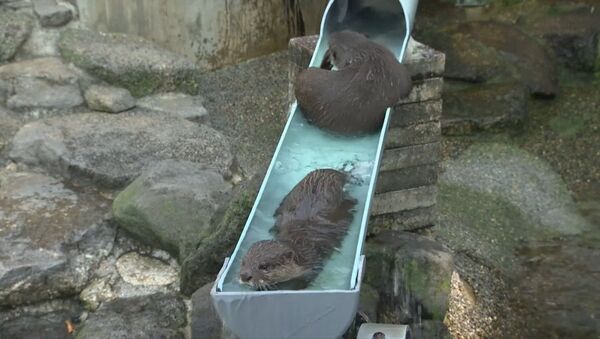 Выдры спасались от жары и катались на водяных горках в японском зоопарке