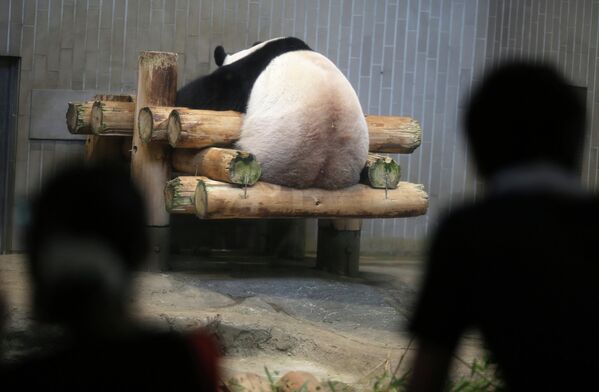 Гигантская панда в зоопарке в Токио