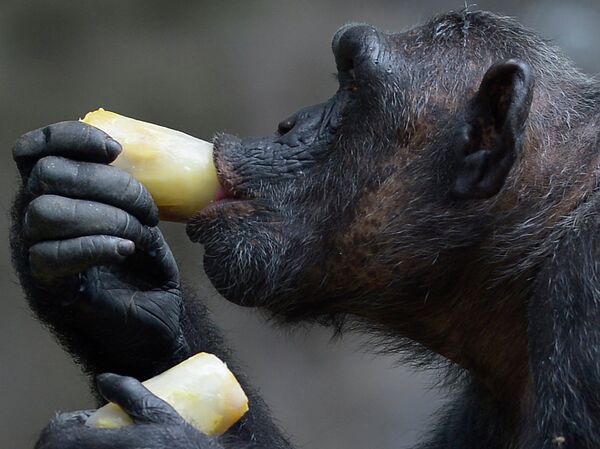 Шимпанзе в зоопарке в Испании