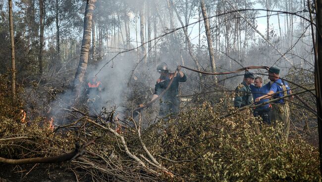 Лесные пожары. Архивное фото