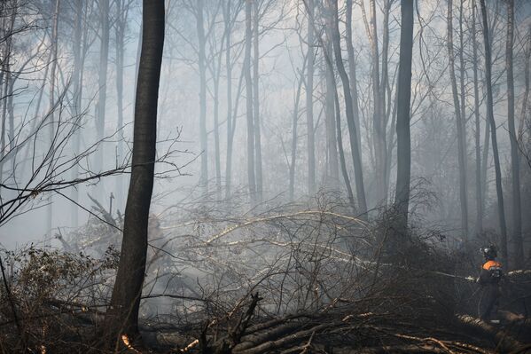 Сотрудник пожарной охраны работает на месте лесных пожаров в Тверской области
