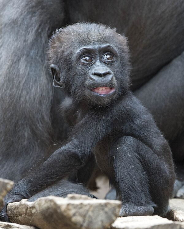 Детеныш гориллы в зоопарке в Германии