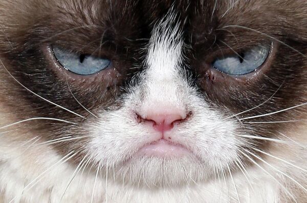 Сердитый кот (Grumpy Cat)