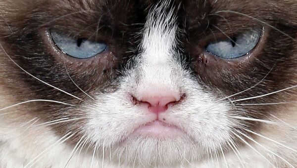 Сердитый кот (Grumpy Cat), Архивное фото