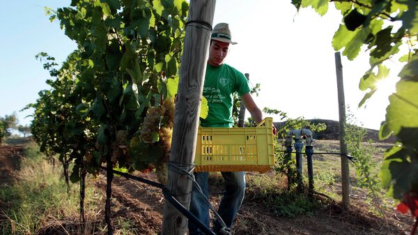 Итальянский фермер во время сбора винограда
