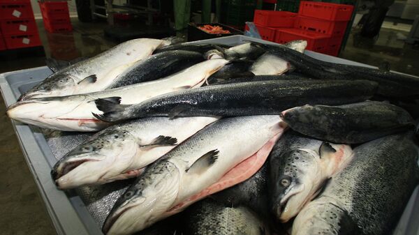 Охлажденный лосось в производственном цехе рыбоперерабатывающего предприятия