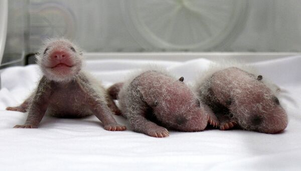 Новорожденные детеныши гигантской панды. Китай