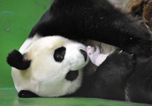Новорожденная панда с мамой