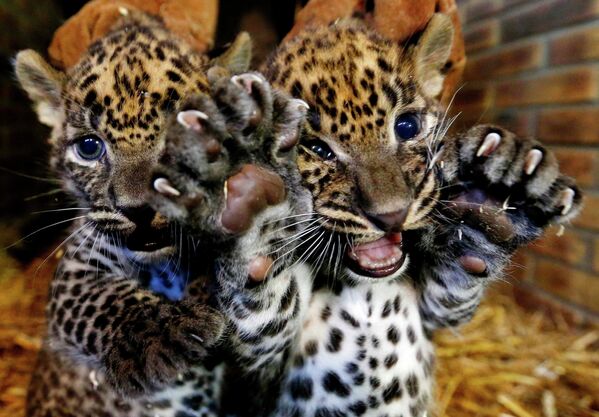 Новорожденные леопарды