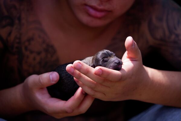 Волонтер держит спасенного щенка, Китай