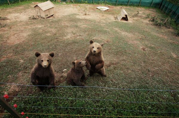 Три бурых медведя в Косово