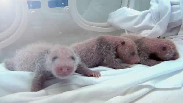 Новое чудо света: панда Улыбка хризантемы родила тройняшек