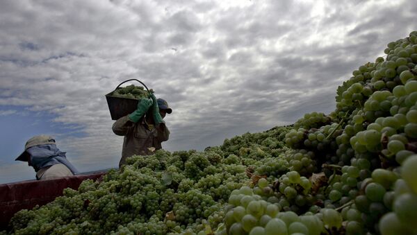 Сборщики винограда в Аргентине. Архивное фото