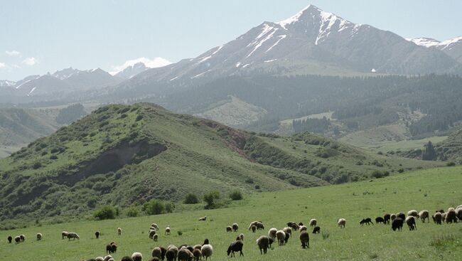 Пастбища в горах Тянь-Шаня (Киргизия). Архивное фото