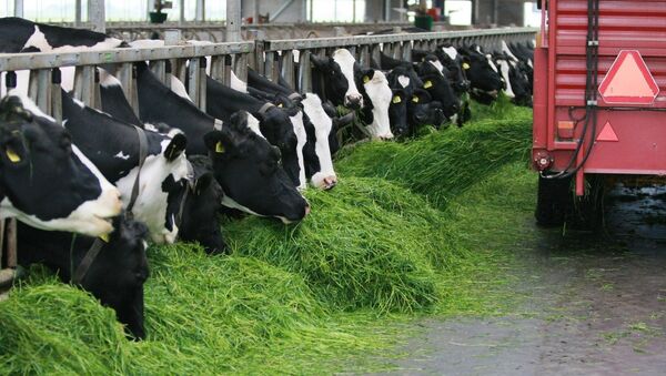 Коровы на ферме в Нидерландах