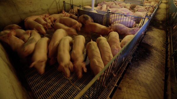 Свиньи на ферме в США