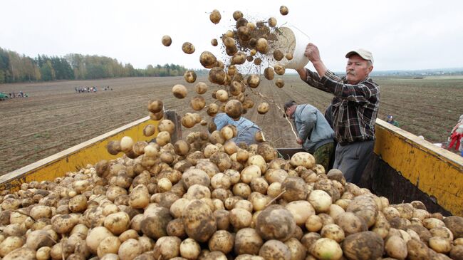 Уборка картофеля. Архивное фото