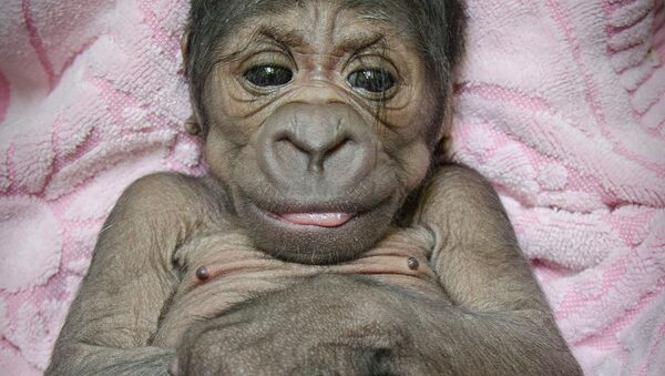 Новорожденный детеныш гориллы. Оклахома-Сити