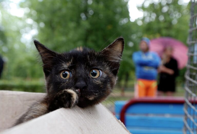 Котенок в коробке во время благотворительного мероприятия в Бобруйске