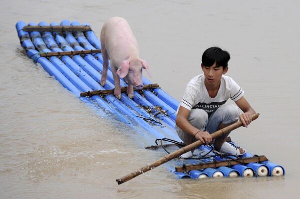 Китайский мальчик со свиньей на самодельном плоту во время наводнения в Китае