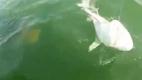 Групер съедает акулу. Скриншот видео из YouTube