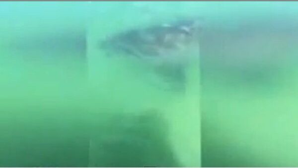 Видео в YouTube: акула за бортом