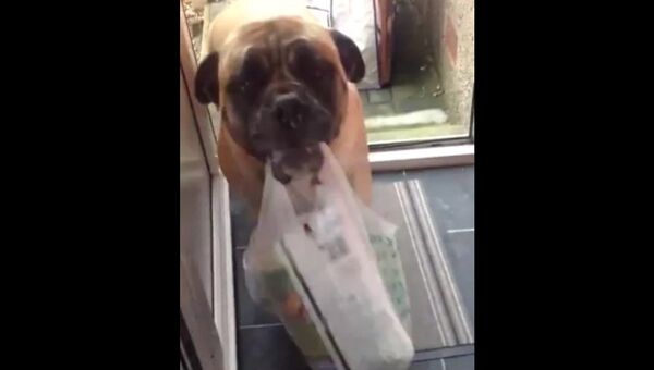 Кадр из видео на Youtube (A dog helps owner with grocery)