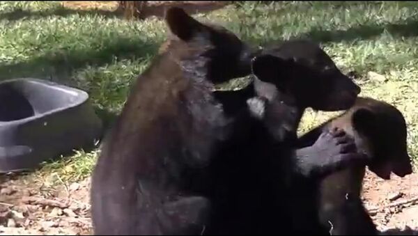 Кадр из видео на Youtube (The Adorable Bear Cub Trio )