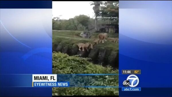 Кадр из видео ABC7 (Lioness saves cub from moat at zoo in Miami)