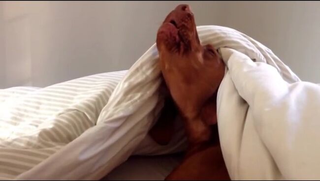 Кадр из видео на YouTube (Lazy Vizsla really doesn't like mornings...)