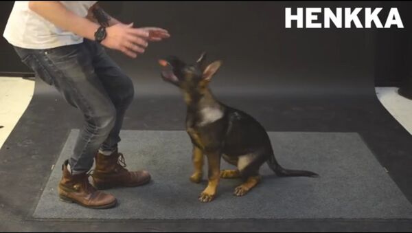 Кадр из видео на YouTube (How Dogs React to Levitating Wiener)