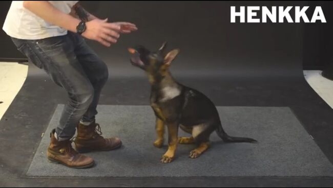 Кадр из видео на YouTube (How Dogs React to Levitating Wiener)