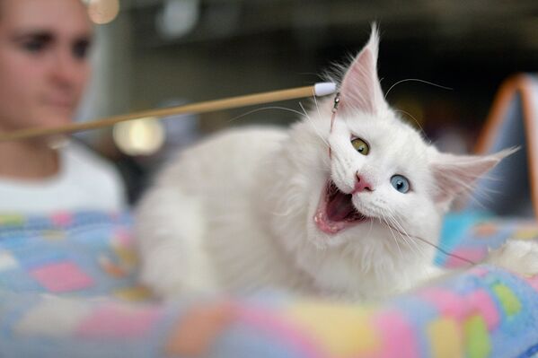 Кошка породы мейн кун на выставке ИнфоКот 2014