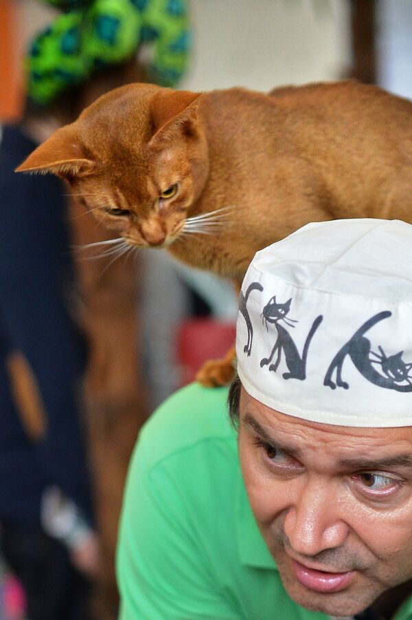 Кошка породы абиссинская с хозяином на выставке ИнфоКот 2014