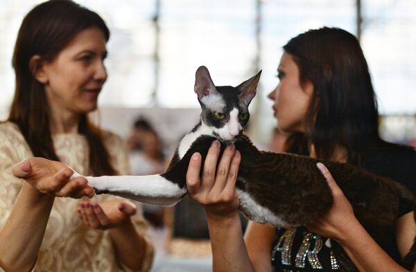 Кошка породы корниш рекс на выставке ИнфоКот 2014