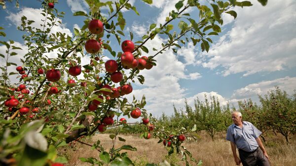 Молдавский фермер в яблоневом саду